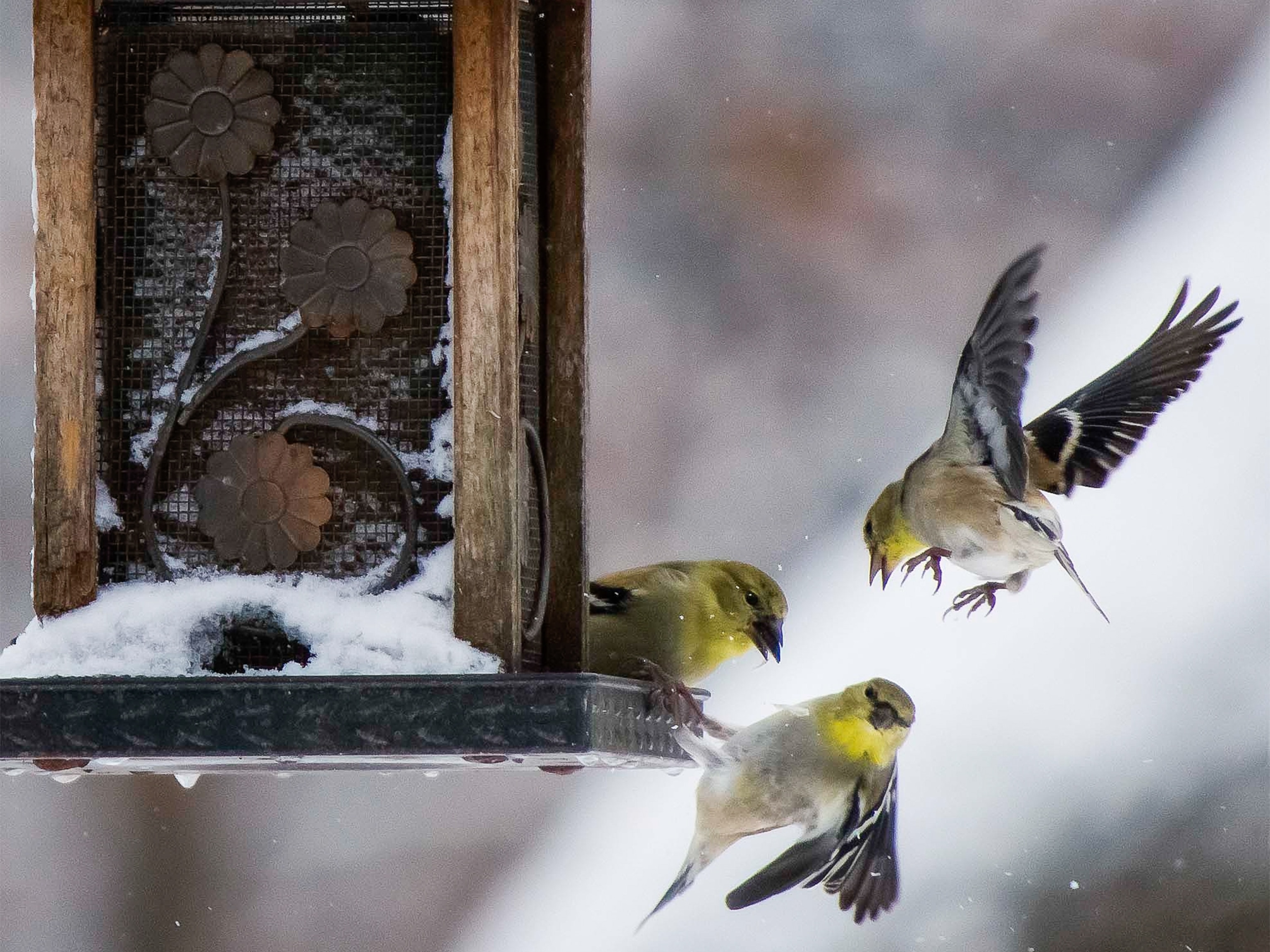 finches at a bird feeder in the winter.