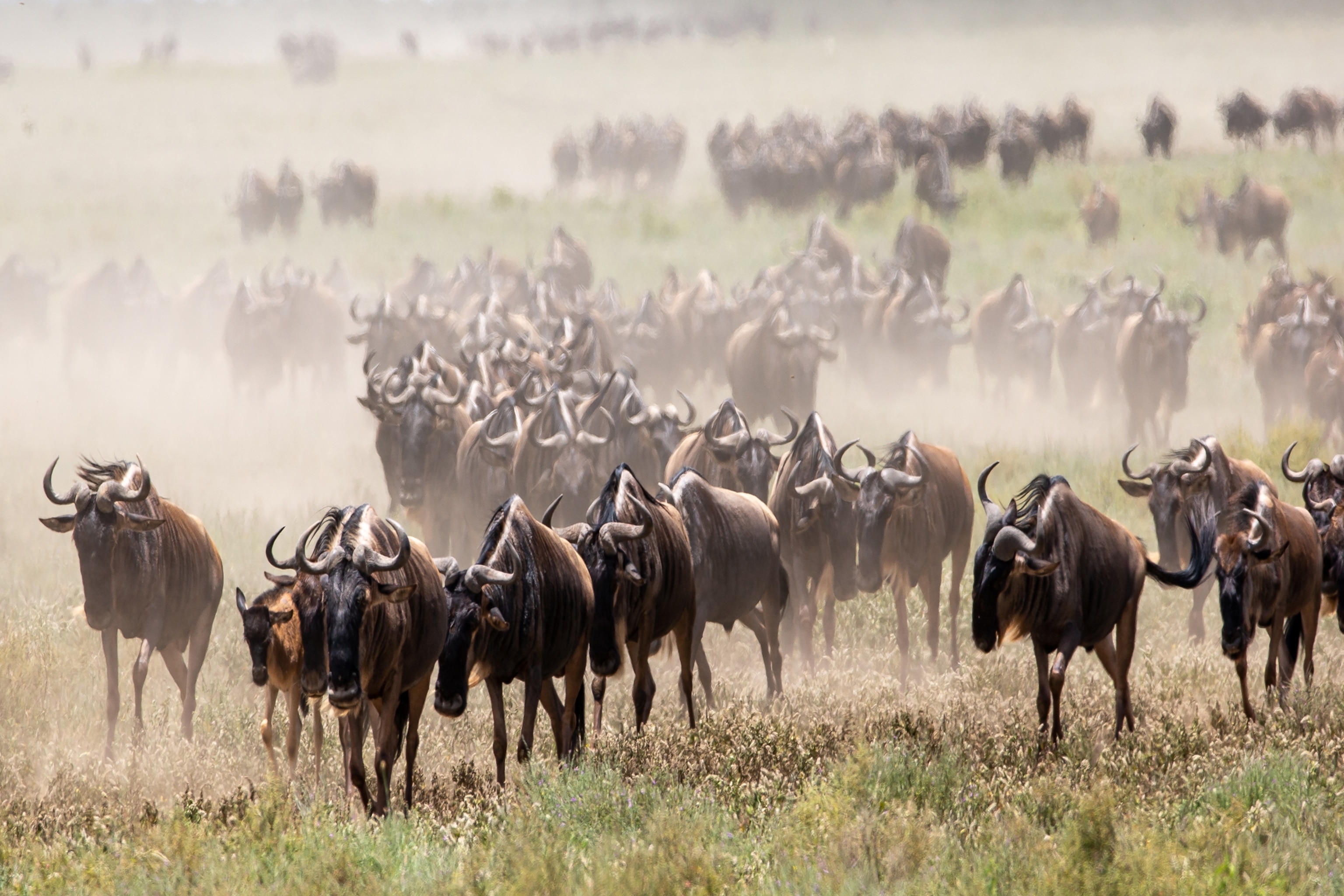 A herd of wildebeest travel across the plains of the Serengeti.