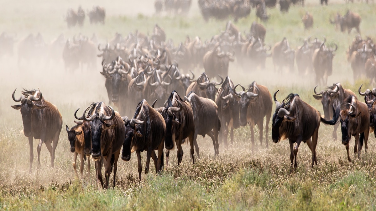 How to plan the ultimate East African safari