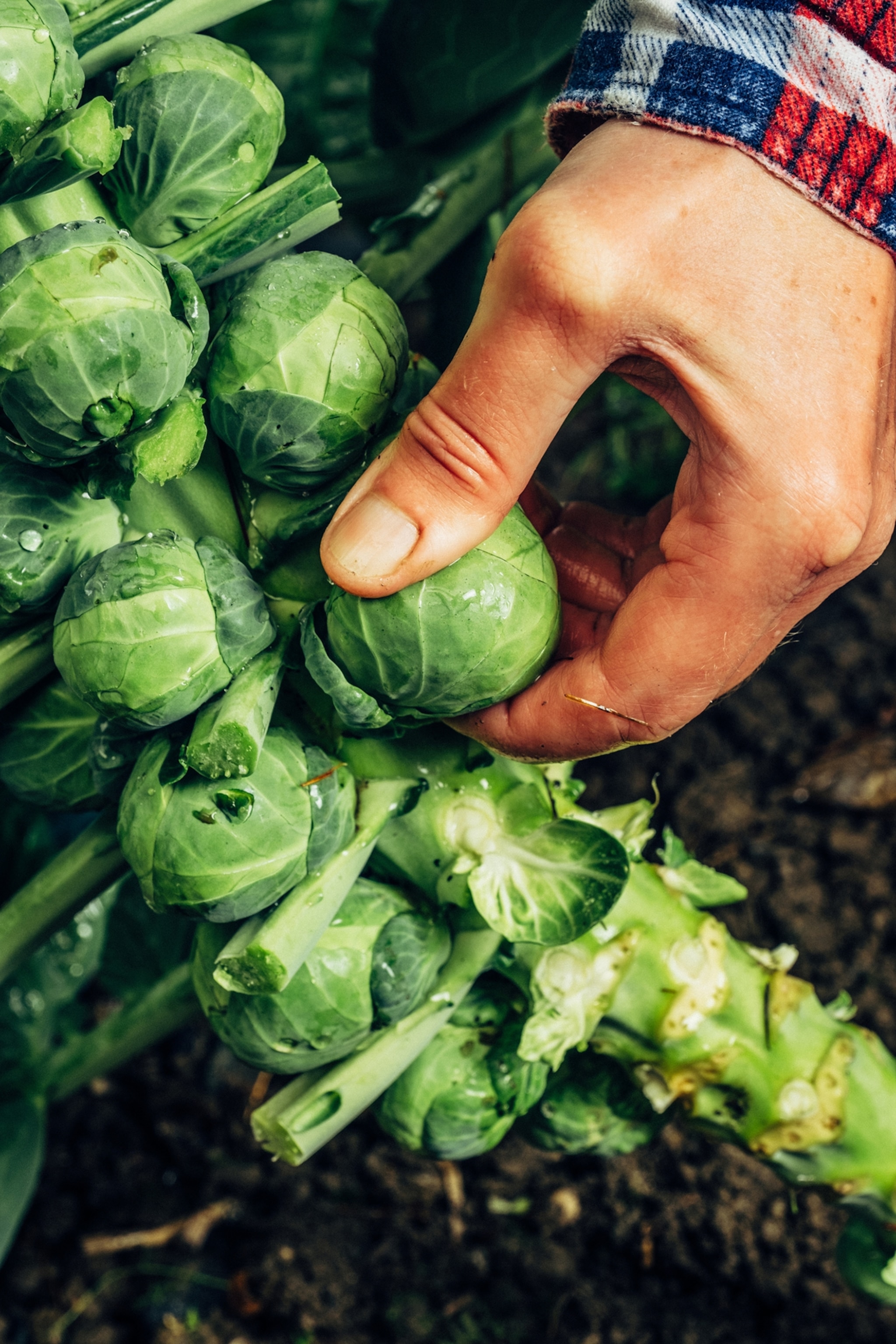 Woman harvesting Brussels sprouts in her vegetable garden.