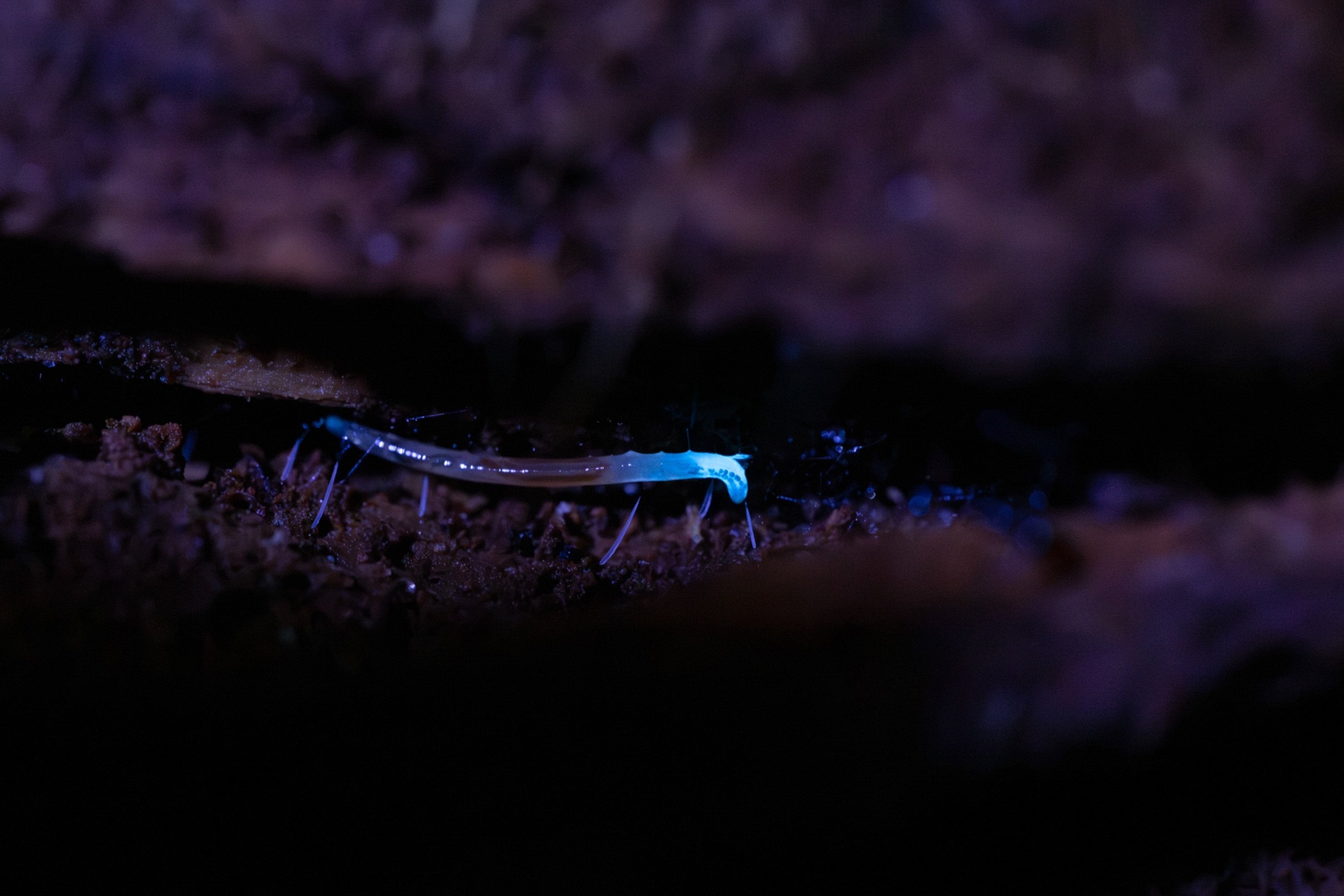 These elusive insects glow electric blue—and are only found in Appalachia |  National Geographic