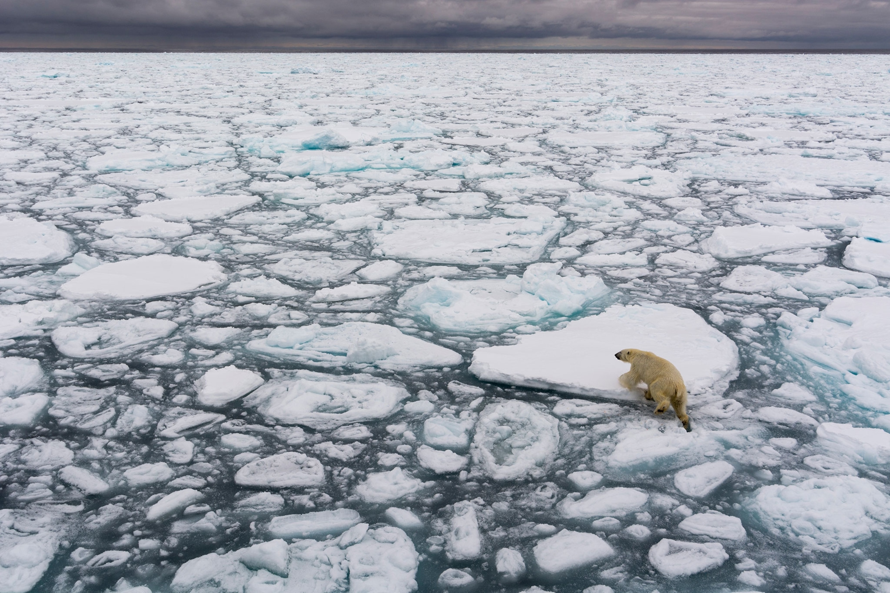 A polar bear walking the melting sea ice. North polar ice cap, Arctic ocean