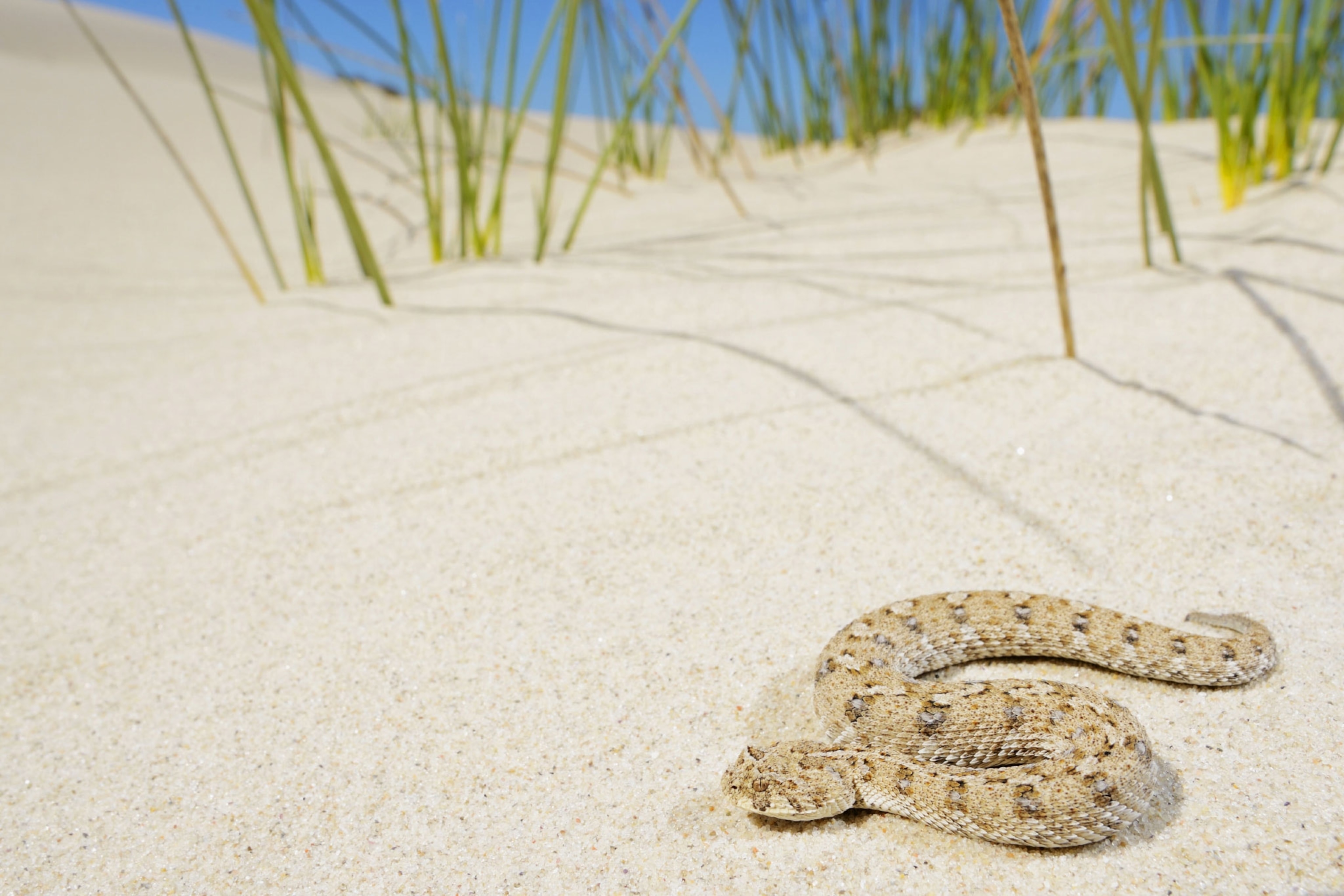 a Namaqua Dwarf Adder