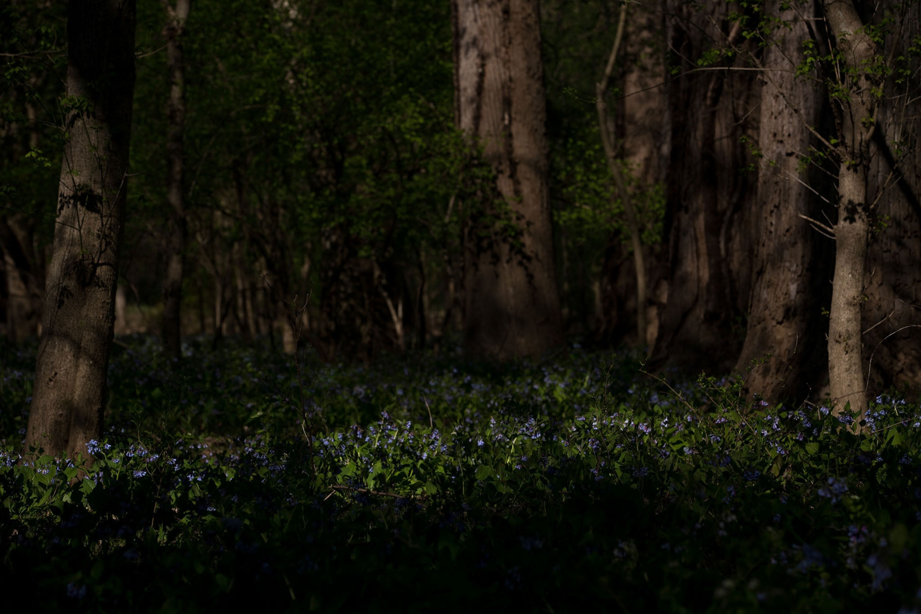 blue bells