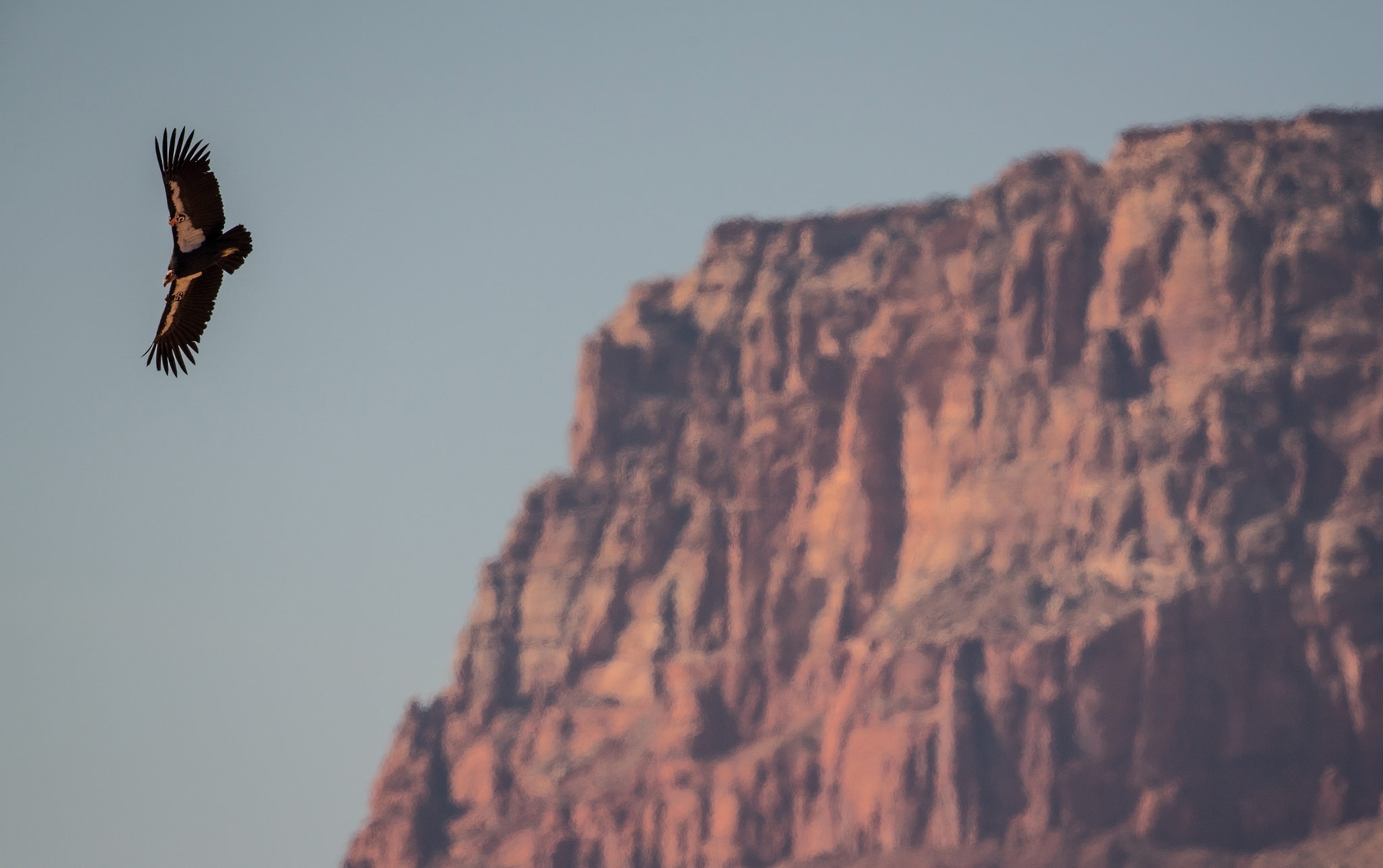 a condor flying in Grand Canyon National Park in Arizona