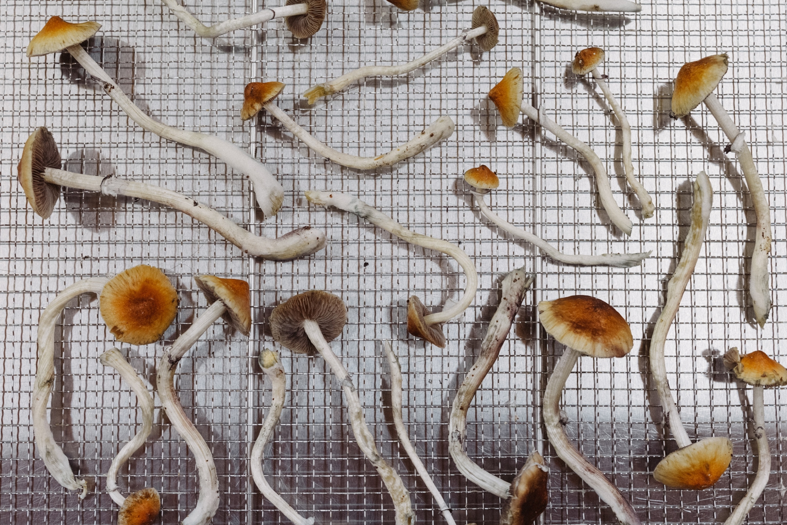 Magic mushrooms seen on a metal wire tray as they dry