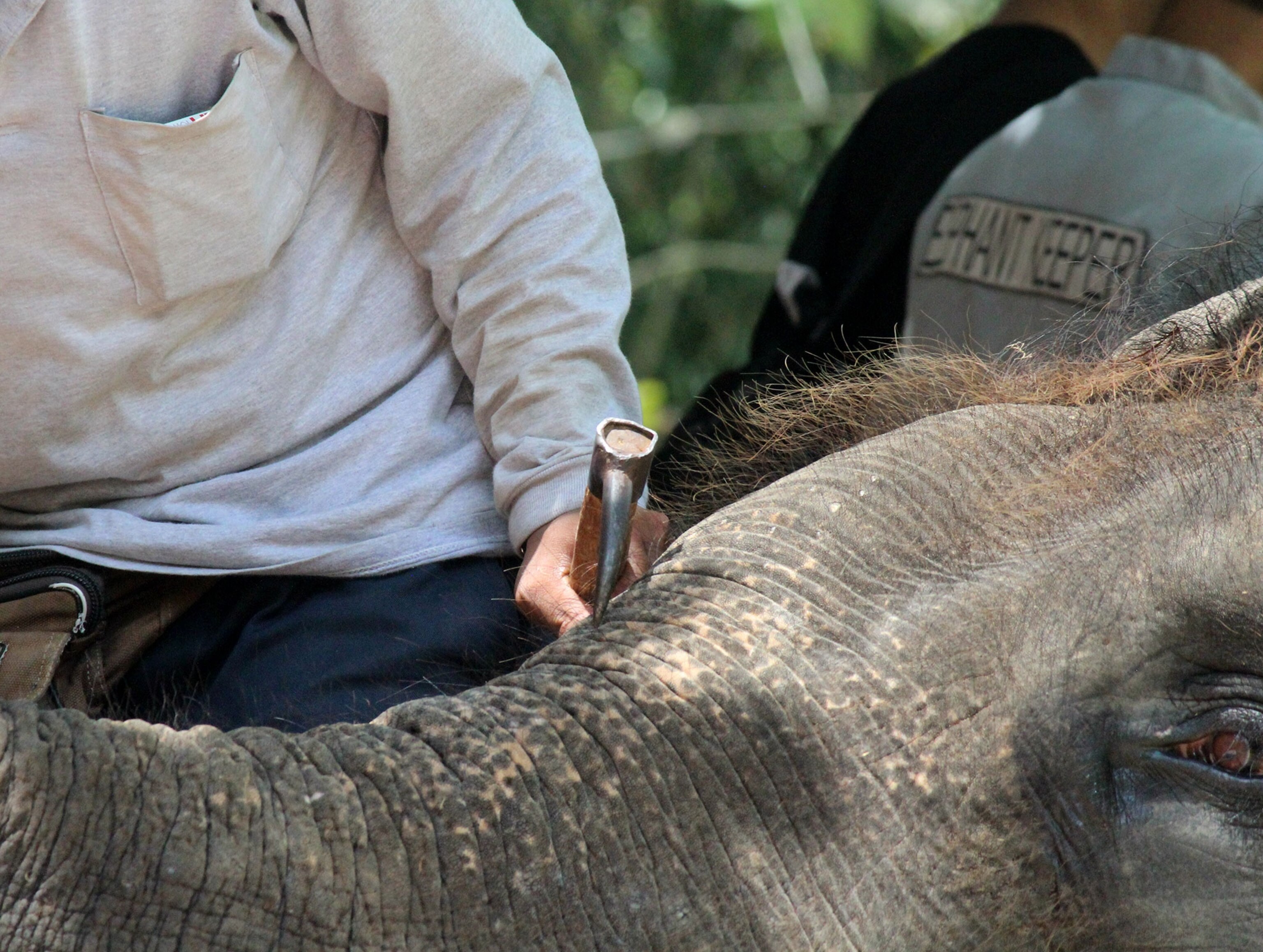 elephant with an ankus