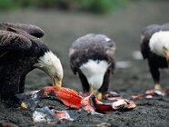 Bald Eagle Diet
