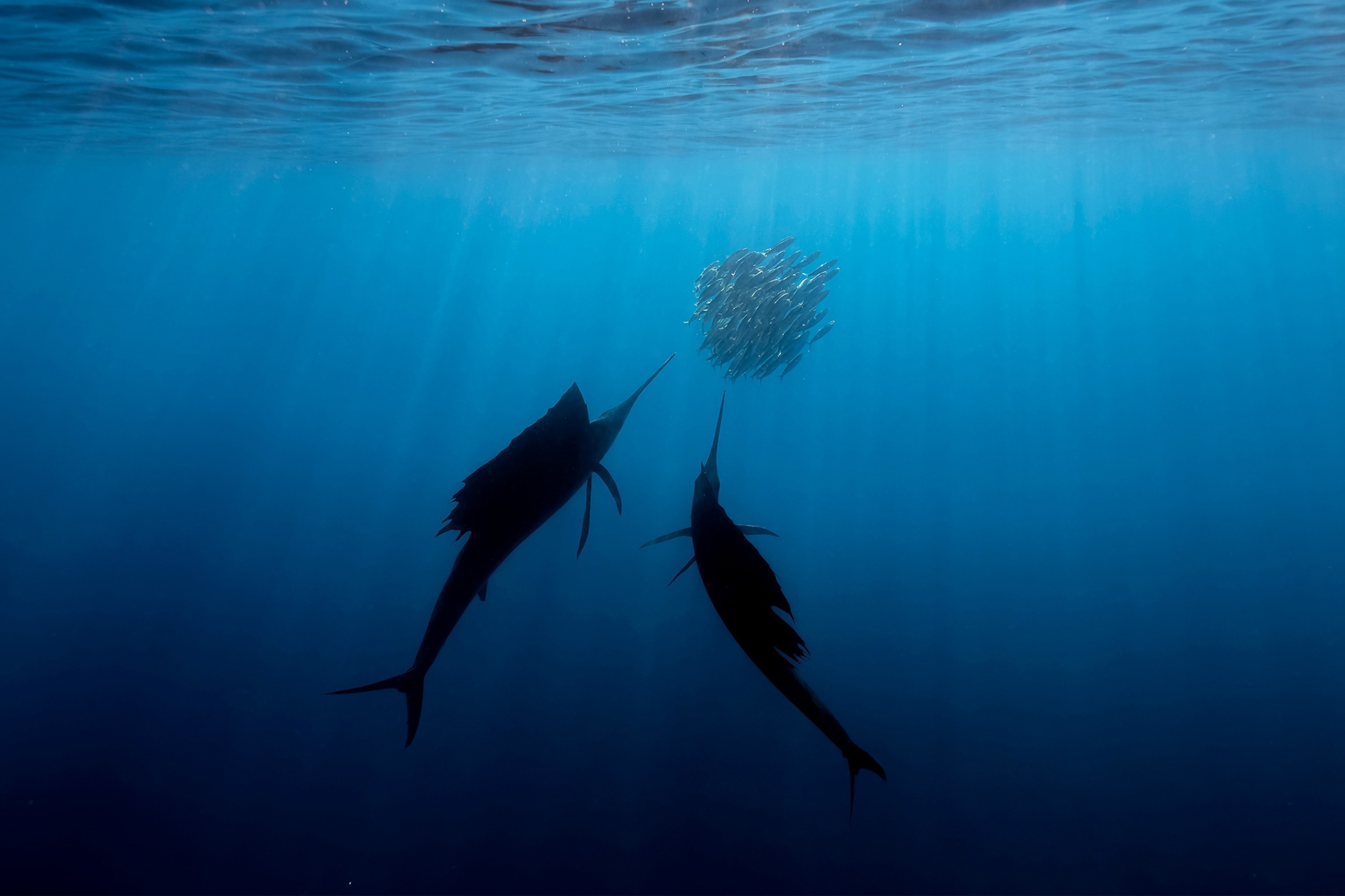Two sailfish go hunting in the warm waters of the Gulf of Mexico