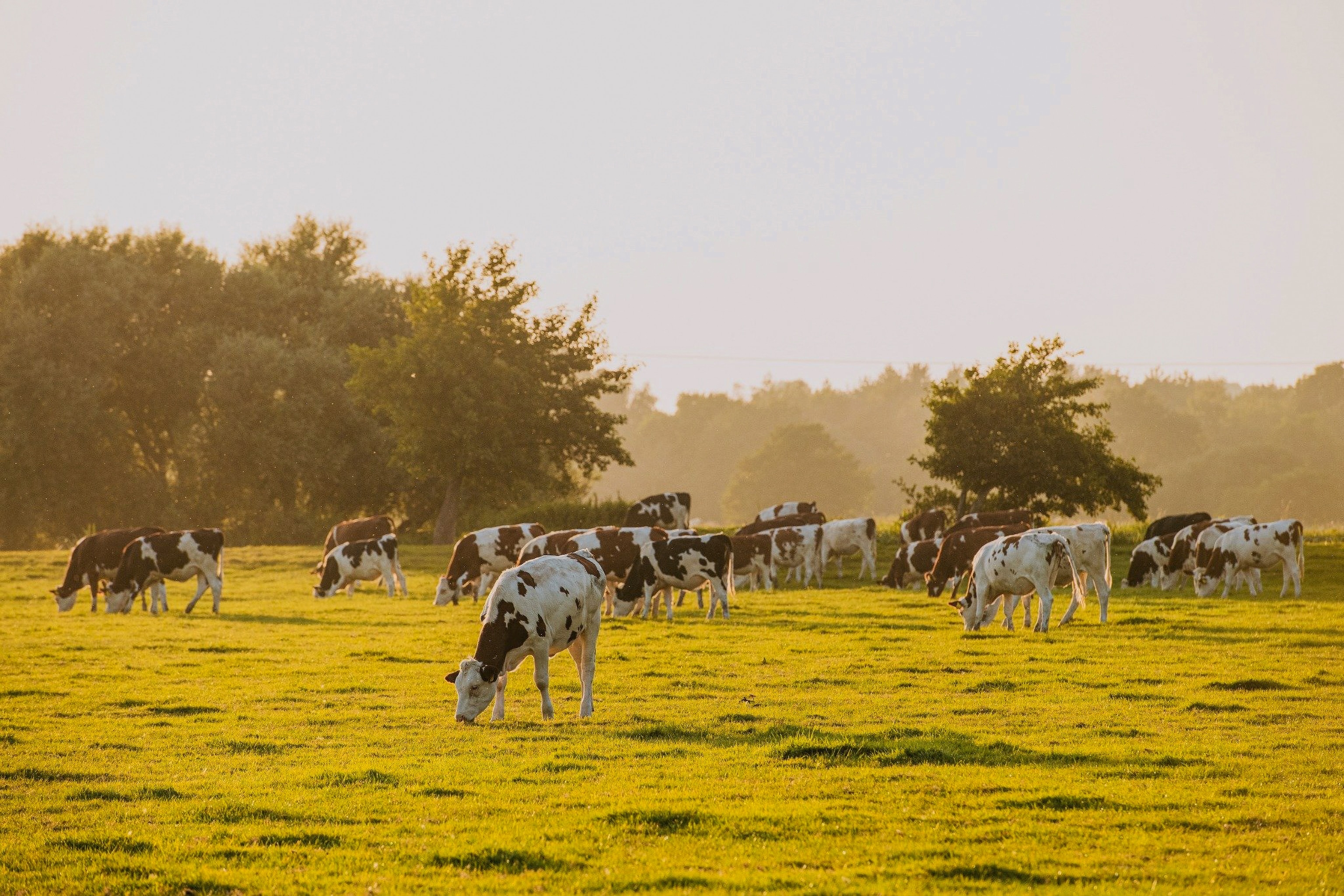 Cows grazing in a field.
