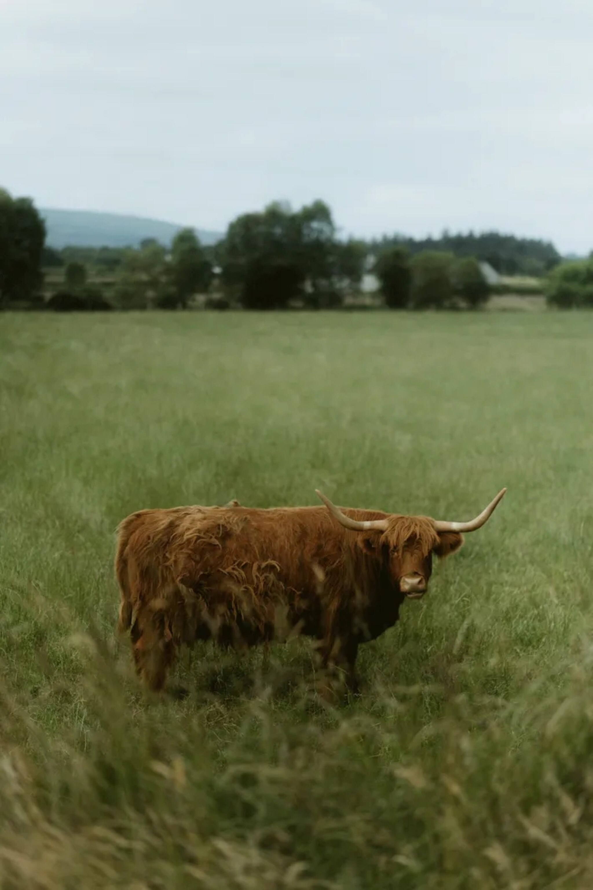 A hardy Highland cow, bred to withstand inclement Irish weather.