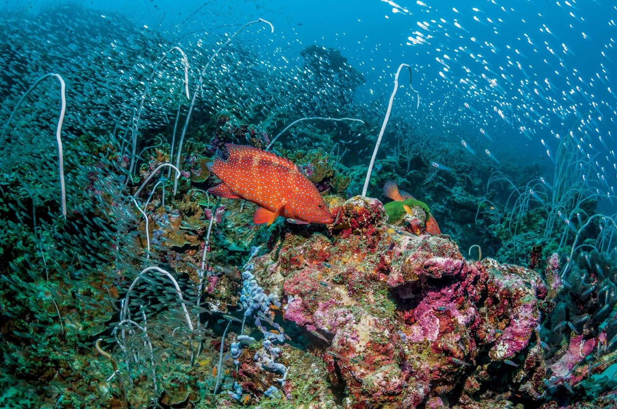 Fish swirl colored coral reef Andaman sea