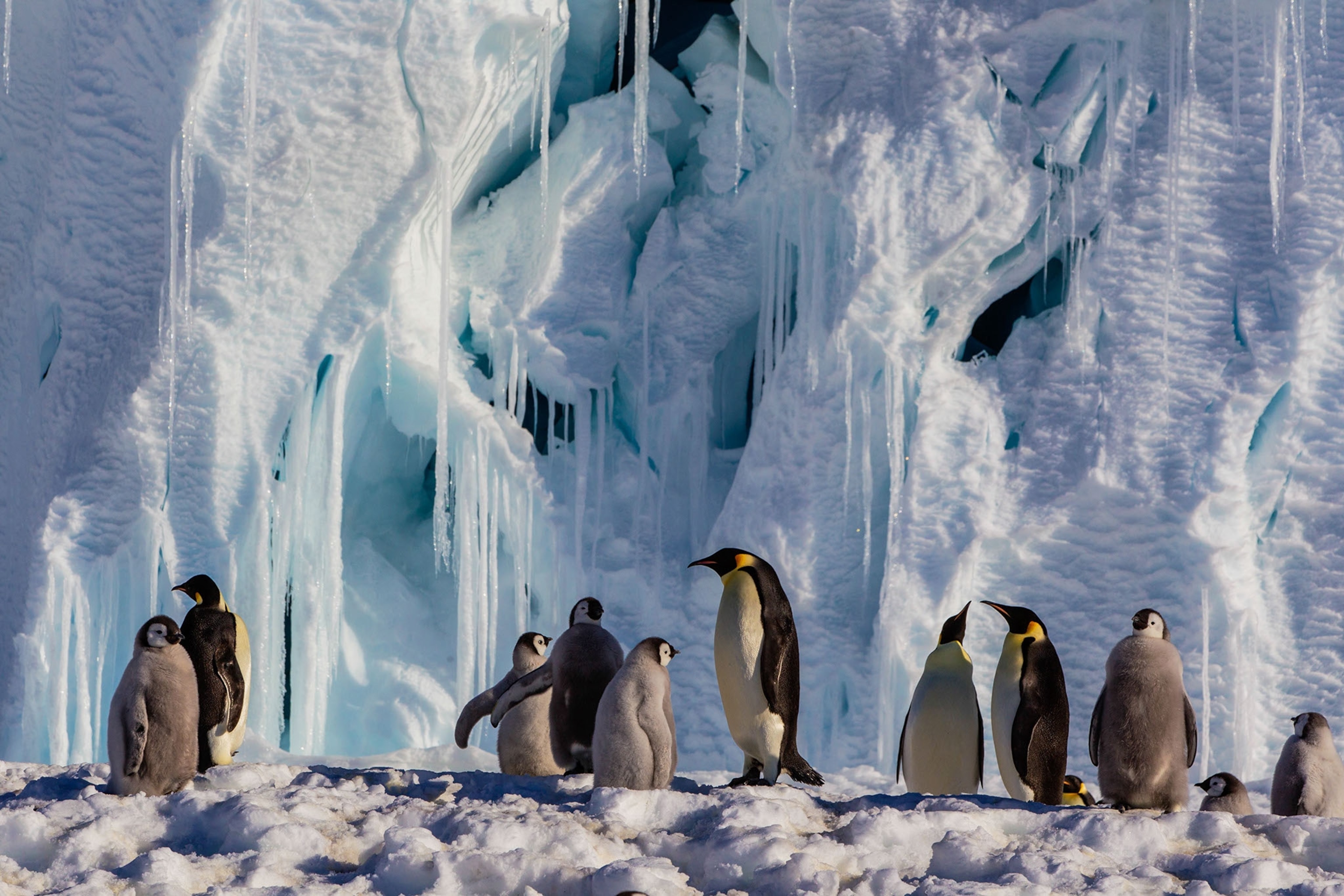 penguins walking around a floe edge