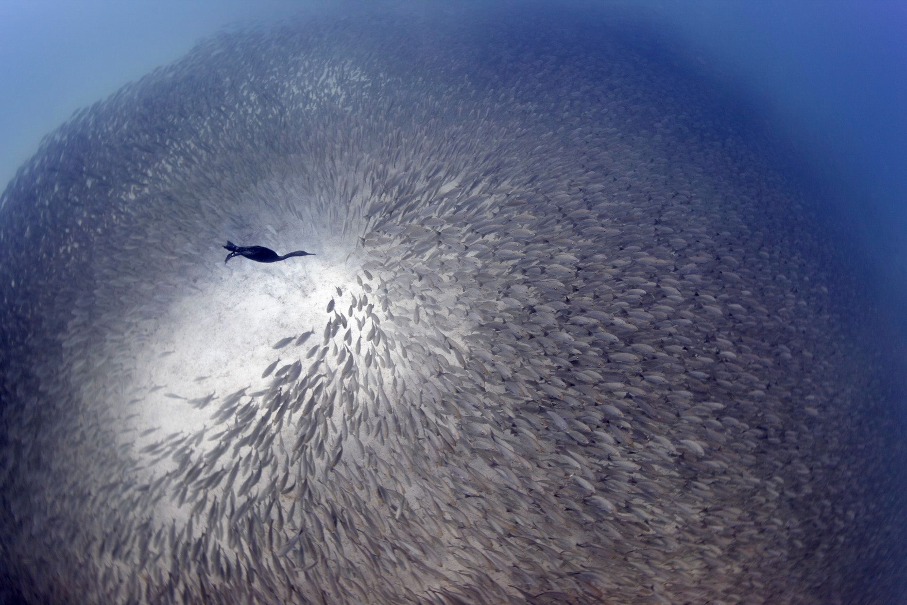 Cormorant picture: one of the best bird pictures in a new contest