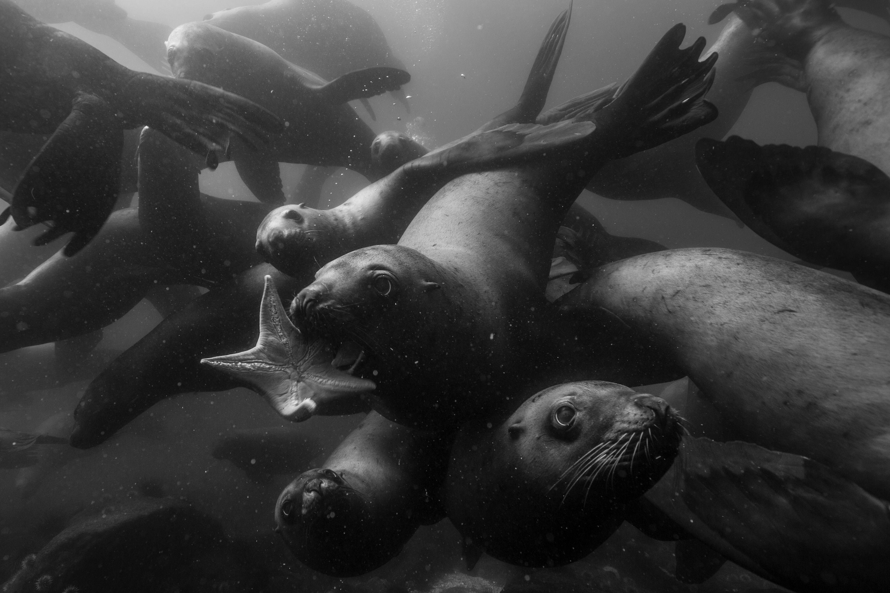 Steller sea lions pass a sea star between them off the shore of British Columbia, Canada, in a playful game.