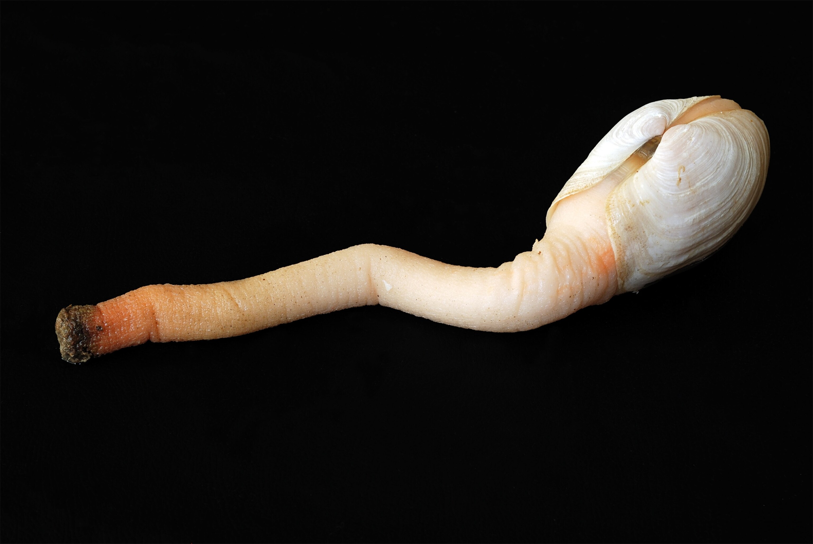 a geoduck