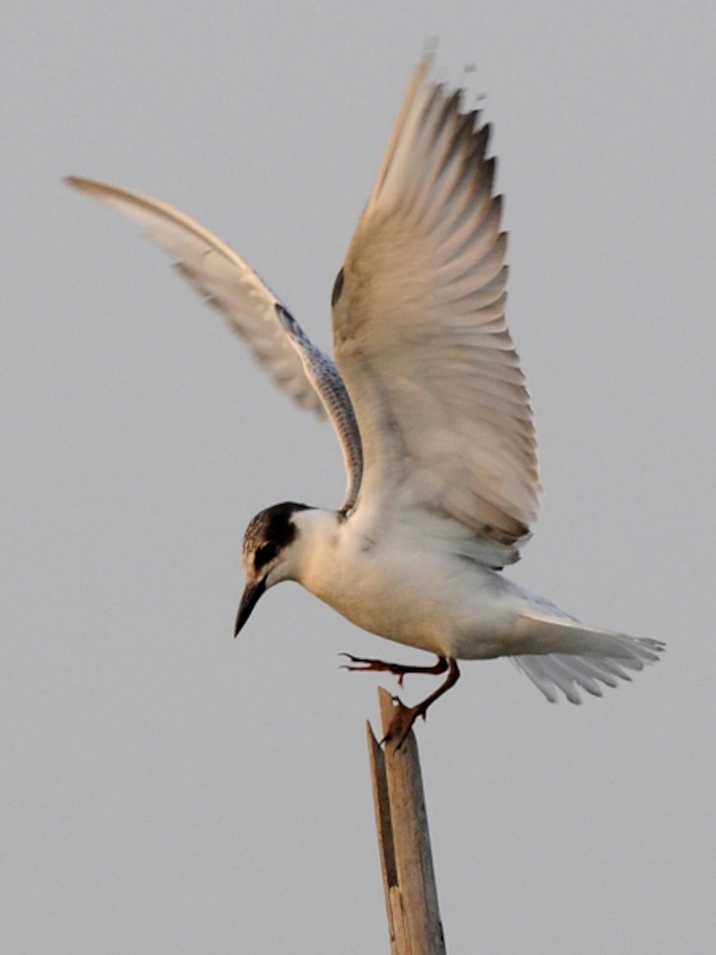 A bird on a post flapping its wings