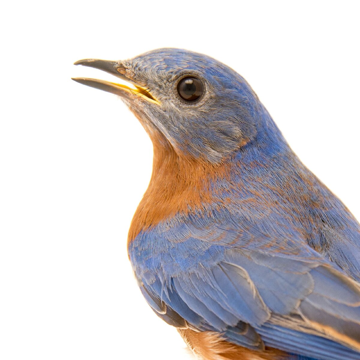 Eastern Bluebird | National Geographic