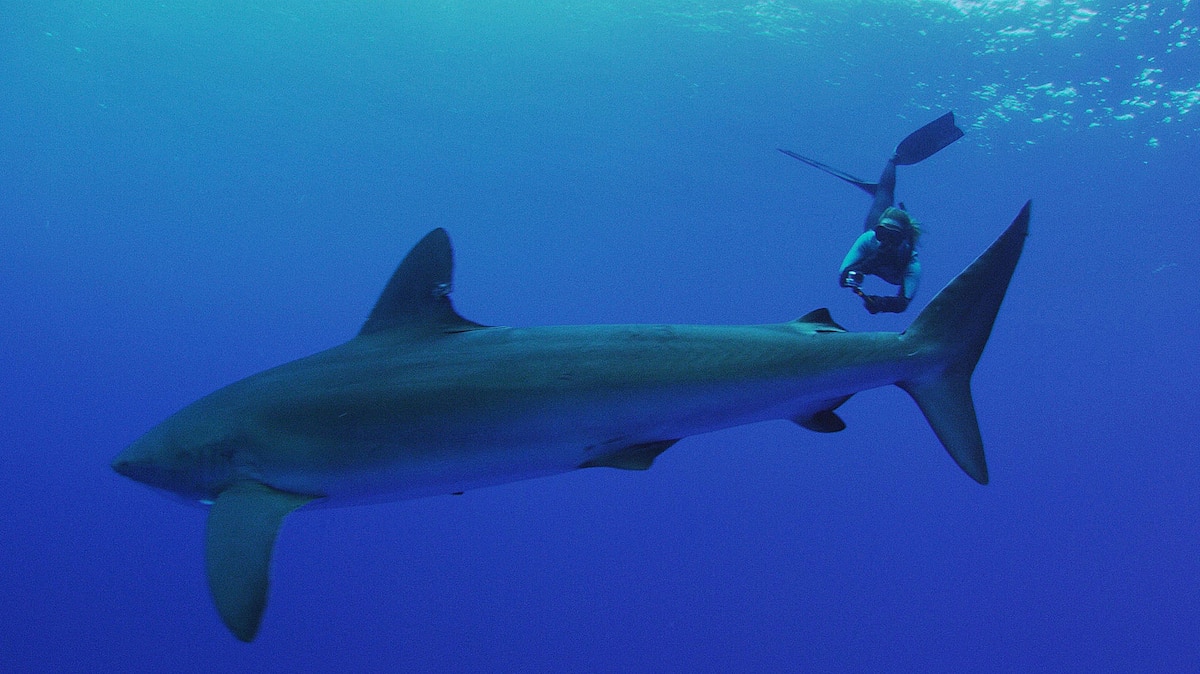 What It Takes to Guard a Giant Shark Sanctuary