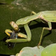 What Does A Praying Mantis Feed On At Cathy Maggie Blog