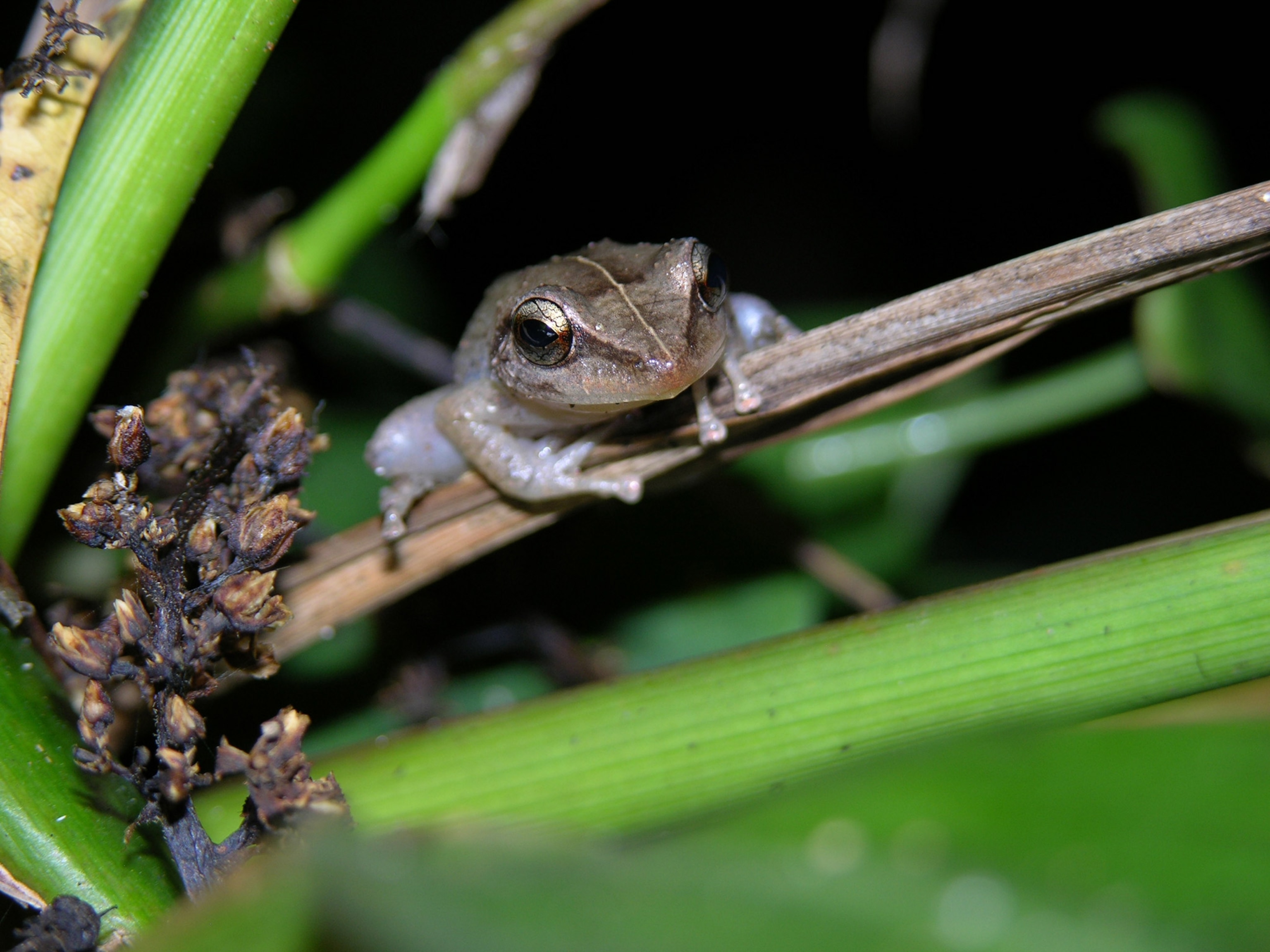 a coqui from the Big Island (in Hilo)